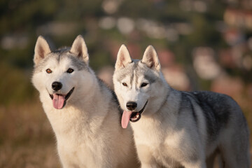 two siberian husky dogs standing right next to each other on a field against a blurry background at sunset looking happy