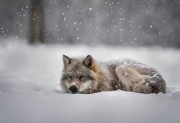 Wandcirkels aluminium wolf in snow © 1000WordsImages