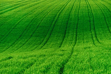 Fotobehang picturesque rolling like a wave hills of green wheat fields of wheat © AdobeTim82