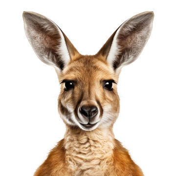 kangaroo head shot on transparent background