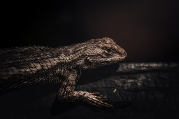 close up of a lizard
