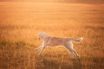 siberian husky dog running on a golden field at sunset