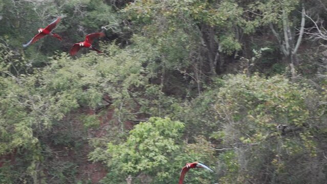 flock of red and green macaw, Ara chloropterus, also green winged macaw, flying through the deep gorge of the Buraco das Araras in Brazil.