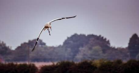 White stork landing - obrazy, fototapety, plakaty