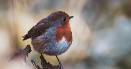 robin on a branch