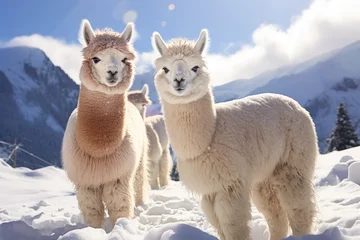 Foto auf Acrylglas llama or lama, group of lamas on mountains. © inthasone