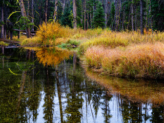 Warm colored creek brush with autumn colors