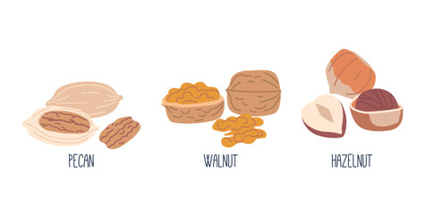 Nut Kernels Pecan, Walnut and Hazelnut. Nutritious, Edible Seeds Enclosed In Hard Shells. Snack, Rich In Healthy Fats
