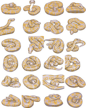 Ball python snake coral glow