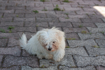 White dog