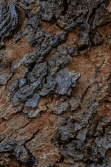 bark of a tree