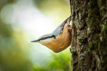 Kleiber kopfüber am Baumstamm