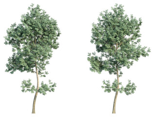 set of trees, 3D rendering, isolated on a transparent background. Perfect for illustration, digital composition, and architecture visualization