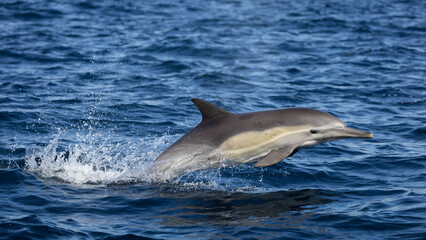 Fototapeta premium dolphin in the water