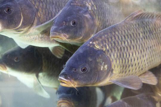 Carps swimming in water. Flock of fish, freshwater carp in a store aquarium