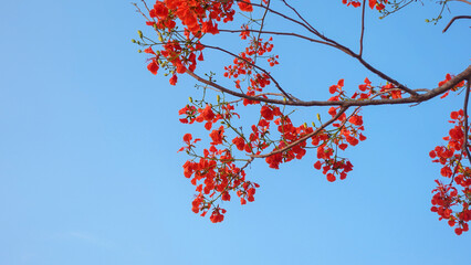 Beautiful Flamboyant flower (Royal Poinciana, delonix regia flower, Flame Tree, Peacock Flower, Gulmohar) in blue sky background