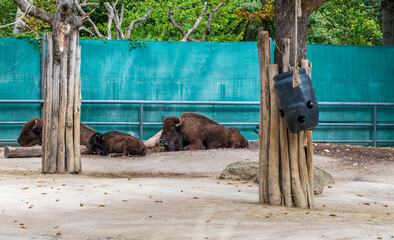 Fototapeta premium Three forest bison are lying on the ground