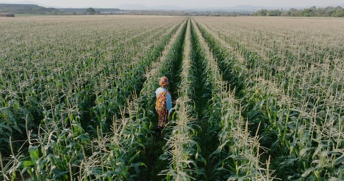 Aerial. Panning side view. Black African woman farmer in traditional clothing walking in a large corn crop in Africa