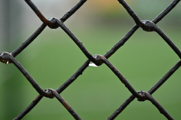 Fototapeta premium green mesh fence on the background of green nature, iron fence mesh close up, blurred city, city fences concept