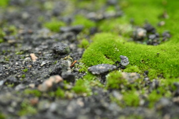 green moss lichen in cracks on asphalt, road surface in cracks from global warming, concrete gray road surface, long holes in the surface, yellow moss, moss blossom	
