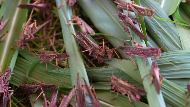 Many grasshoppers are mating and laying eggs.