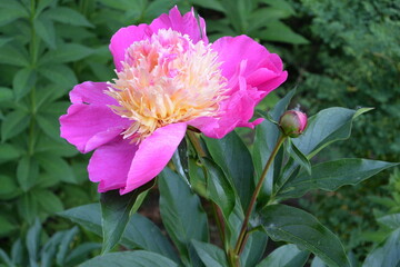 Pink peony flowers on green grass background.