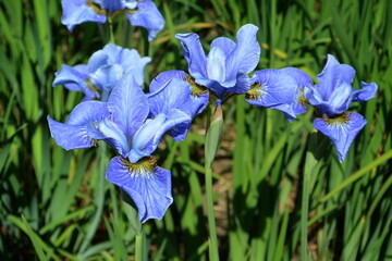Iris flower on green grass background.