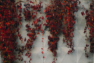 the fence is overgrown with a plant with red leaves, the texture of the fence