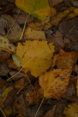yellow fallen leaves of poplar, yellow brown leaves on a green background 