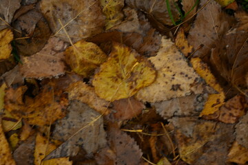 yellow fallen leaves of poplar, yellow brown leaves on a green background 