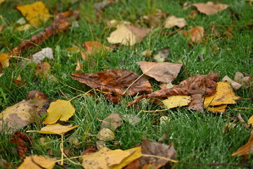 yellow fallen leaves of poplar, yellow brown leaves on a green background 