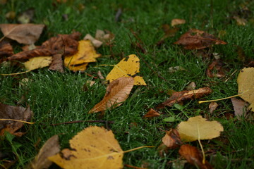 yellow fallen leaves of poplar, yellow brown leaves on a green background 