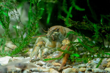 European crayfish Gambero di fiume europeo (Austropotamobius pallipes)