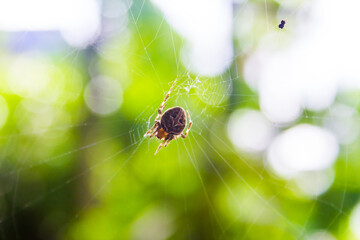 Beautiful close-up spider on a web