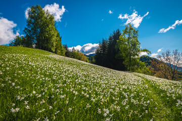Blooming white daffodil flowers on the green glade in Slovenia - 673373819