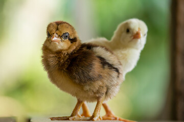 Adorable brown and yellow baby chicks standing close together on a natural background, perfect for Easter themes, farm life promotions, and springtime designs