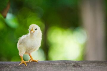 Baby yellow chicken or chick in the garden with natural background