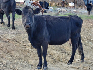 Black Angus Calf