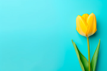 Naklejka premium yellow tulip on blue background and place for text . Bright image. 