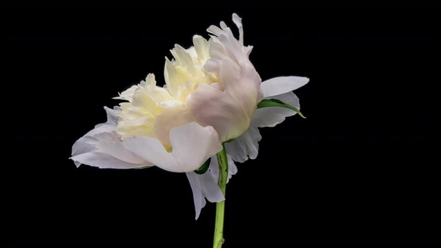 Beautiful white peony flower blooming on black background