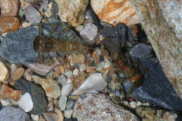 effimere o efemerotteri (Ephemeroptera 