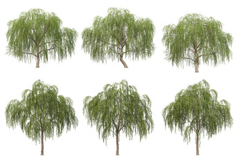 Many kinds of low-leaved trees on transparent background