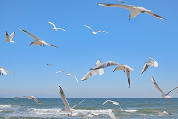 Seagulls flying over the sea, waves crashing on the shore, clear blue sky, sunny day