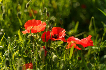 Obraz premium Three poppy flowers in the rays of the setting sun.