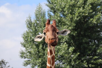 żyrafa, mina, afryka, giraffe, mine, africa © Edyta