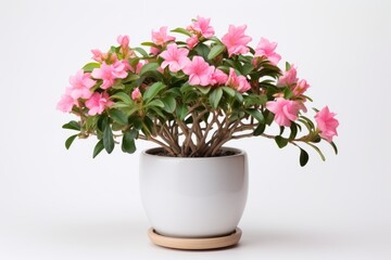 Naklejka na ściany i meble Plant with pink flowers in a white pot on a white background