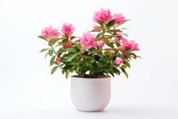 Naklejka na ściany i meble Plant with pink flowers in a white pot on a white background