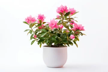 Keuken spatwand met foto Plant with pink flowers in a white pot on a white background © Eomer2010