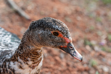 Close-up photograph of a duck's head.