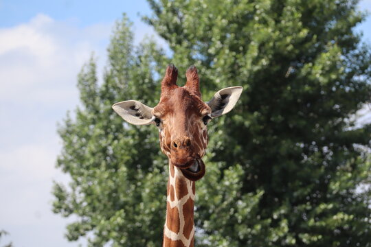 Fototapeta żyrafa, zdziwienie, surprise, giraffe